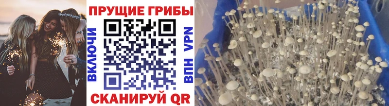 закладка  Вичуга  Псилоцибиновые грибы мухоморы 